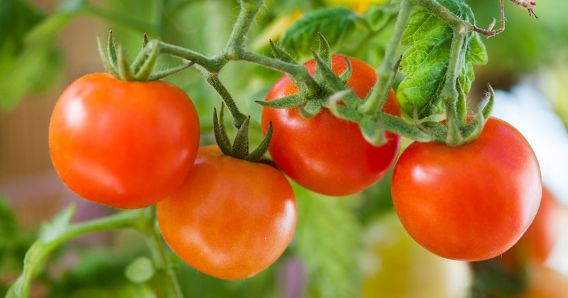 トマトの花が咲かない原因と対策：実を結ばない悩みを解決！