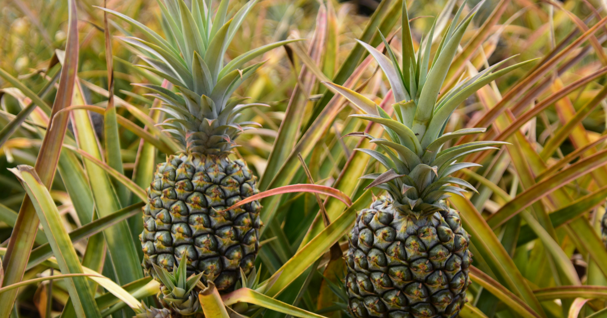 パイナップルの生え方：熱帯の恵み、その驚くべき成長の秘密