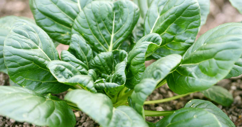 ターサイの栄養：知られざるパワーと食卓への取り入れ方