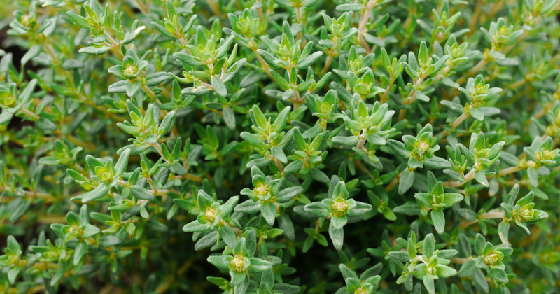 ハーブ タイムの驚くべき効能：古代から現代まで愛される万能薬