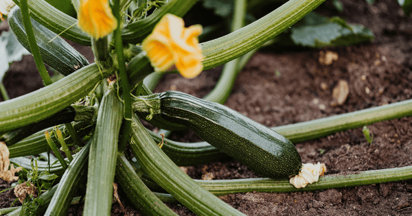 ズッキーニ：ウリ科の仲間で家庭菜園にも最適な夏野菜