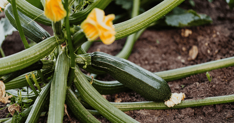 ズッキーニ：ウリ科の仲間で家庭菜園にも最適な夏野菜