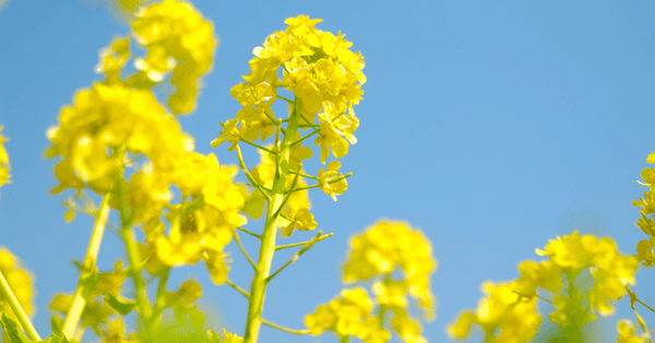春の味覚！菜の花レシピ：炒め物で楽しむ簡単＆絶品アレンジ