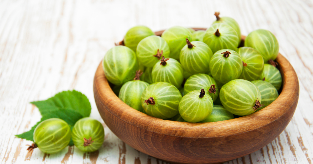 幻の果実「青すぐり」：甘酸っぱい宝石の魅力と栽培の秘密