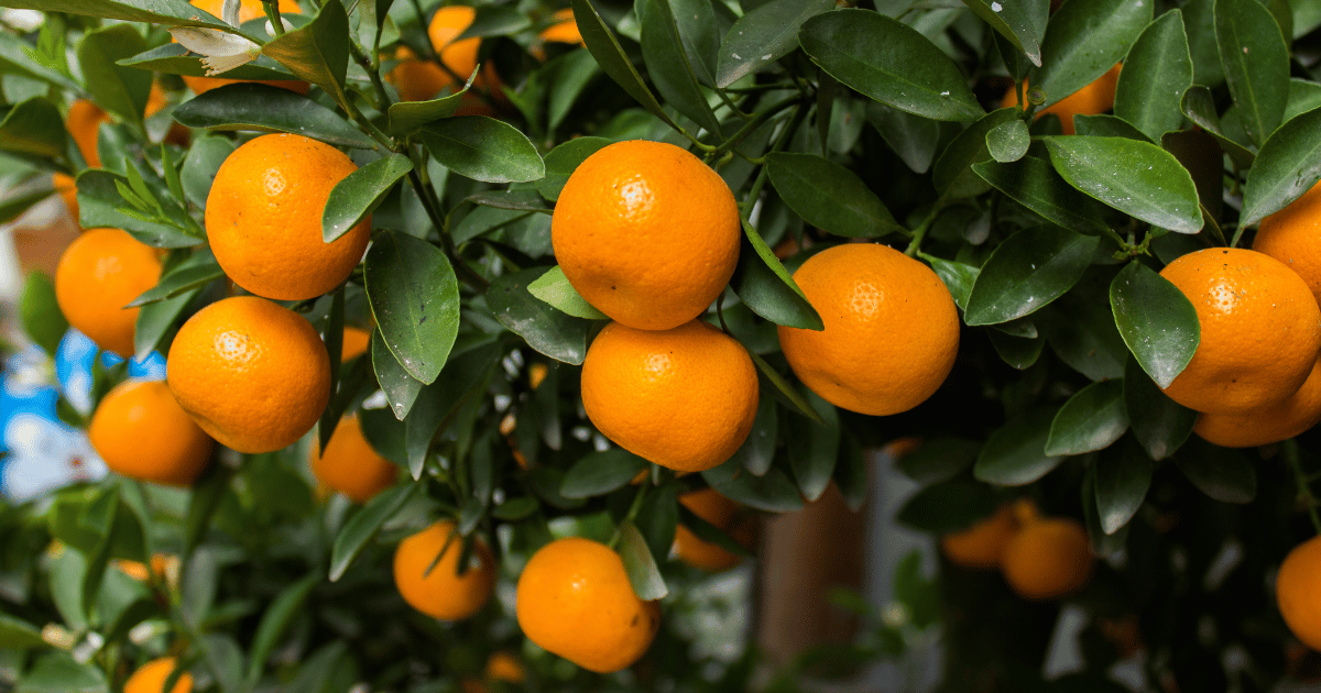 鉢植えみかん栽培：サイズ選びから育てるコツまで徹底解説！