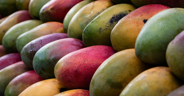 緑のマンゴー：知られざる台湾烏香芒果と沖縄キーツマンゴーの魅力