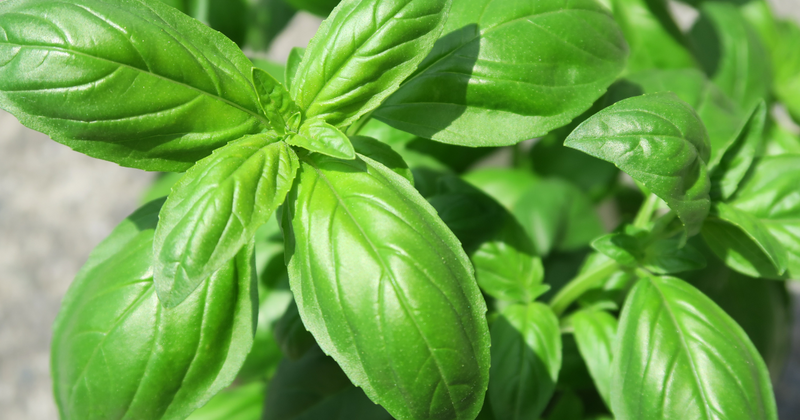 スイートバジルとバジルの違い：風味、用途、育て方を徹底解説