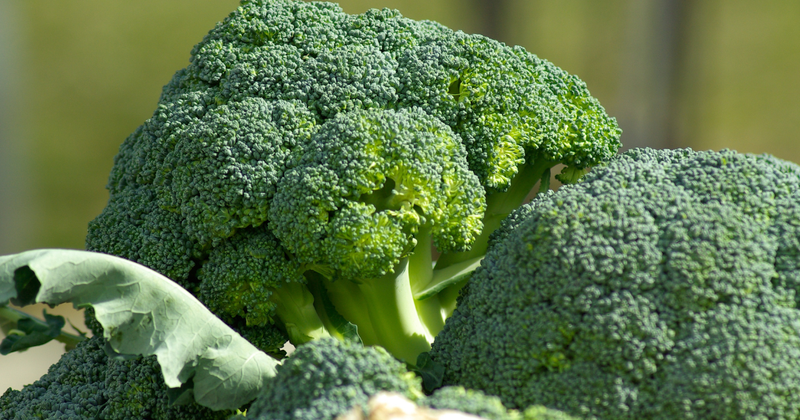 ブロッコリーは何科？知っておきたいアブラナ科の秘密と食卓への影響