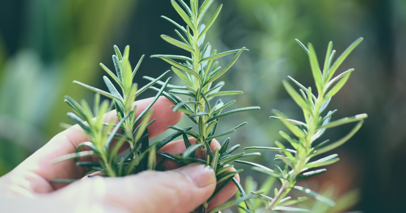 ローズマリーのお茶：集中力を高める秘密のハーブティー