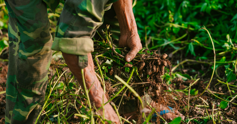 落花生の収穫時期：最高の味を引き出すタイミングと方法