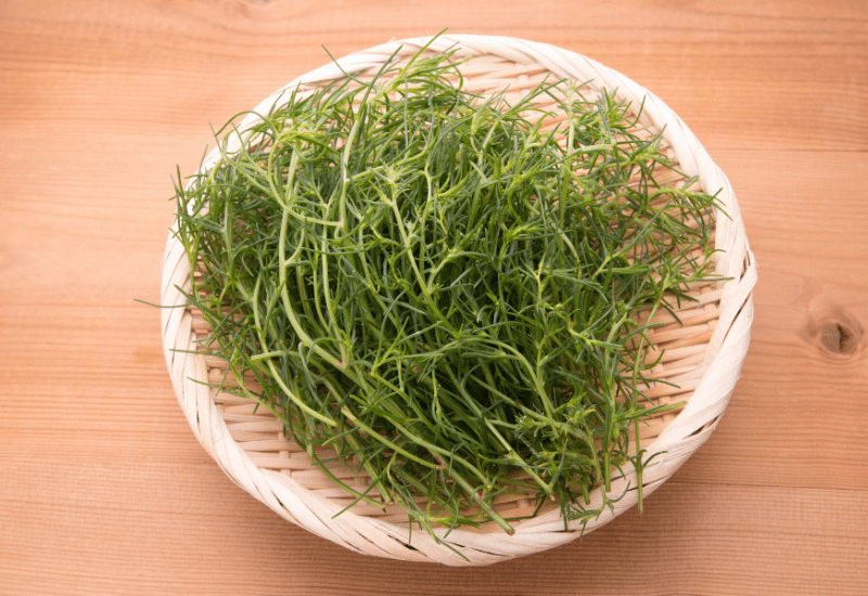 シャキシャキ食感！おかひじきの茹で時間