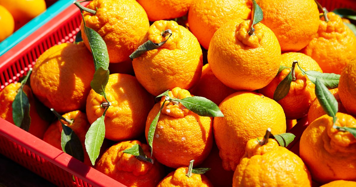 デコポン 食べ方