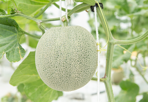 メロン 食べ頃 見分け方