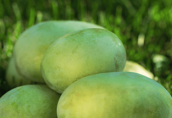 幻の果実ポポー徹底解剖：味、食べ方、栄養、品種