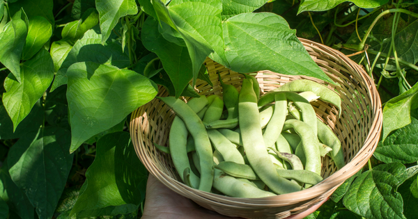 そら豆の冷凍保存