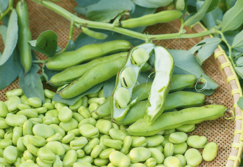 そら豆食べすぎ