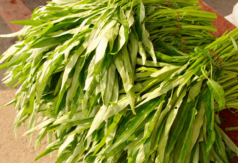 空心菜（エンサイ）の鮮度を長持ち！冷蔵・冷凍保存テクニック