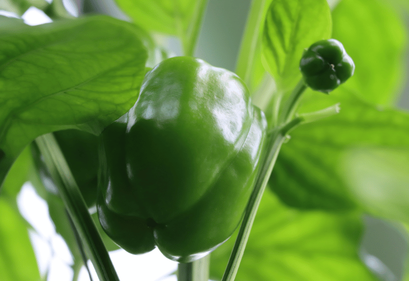 鮮度を長持ち！ピーマンの保存方法：冷蔵・冷凍・常温の秘訣