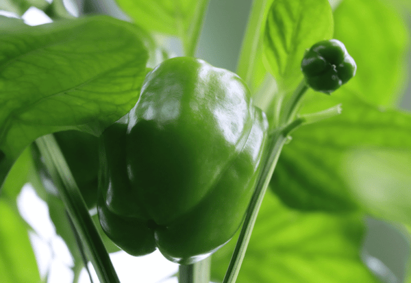 鮮度を長持ち！ピーマンの保存方法：冷蔵・冷凍・常温の秘訣