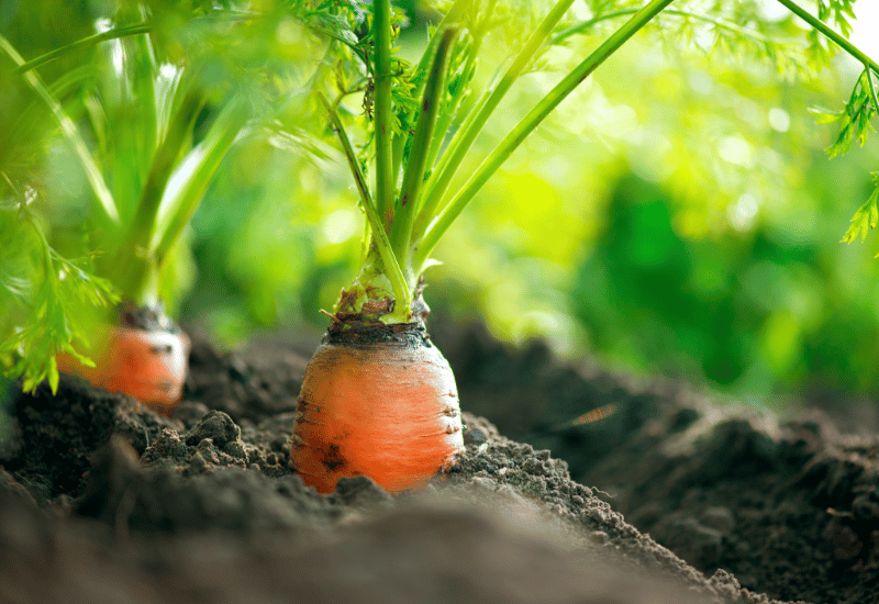 人参の中身が白い？原因と食べられるか徹底解説