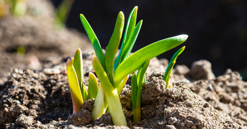 ニンニクの芽匂い