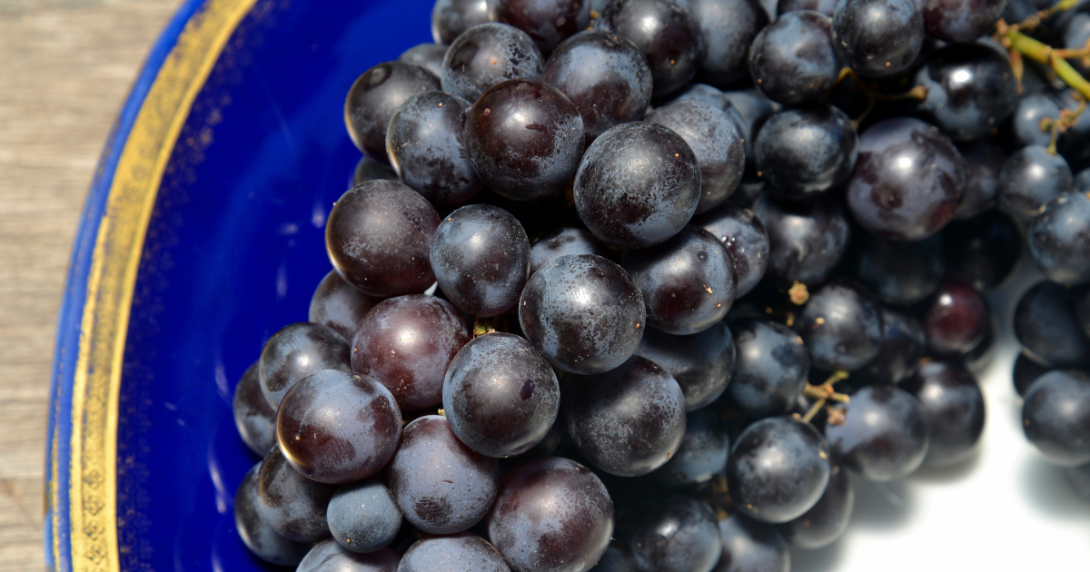 スチューベン種