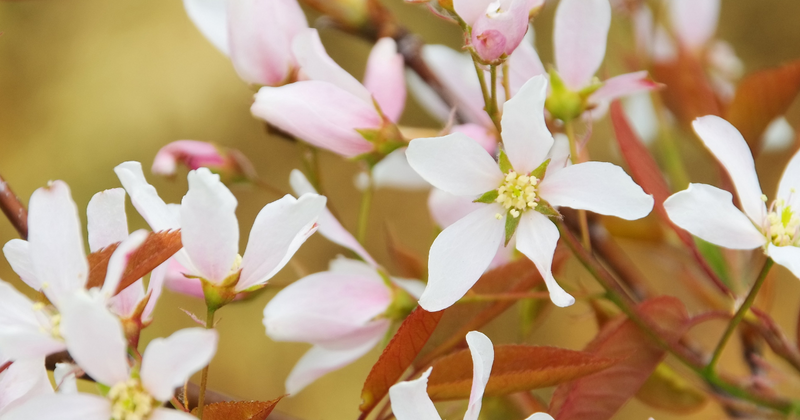 ザイフリボク：采配を振るように咲く、春の妖精