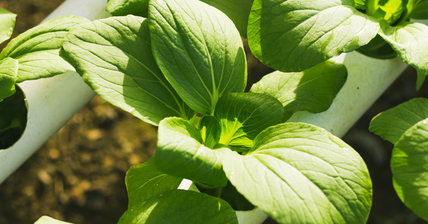 ターサイの食べ方