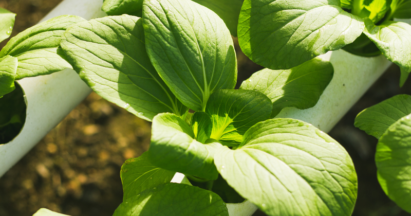 ターサイの食べ方