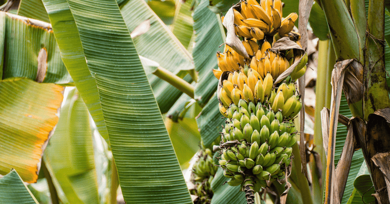 自宅でバナナを育てよう！実がなるまでの育て方を徹底解説