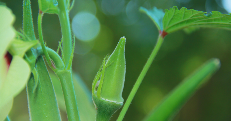 オクラの葉：知られざる栄養と活用法