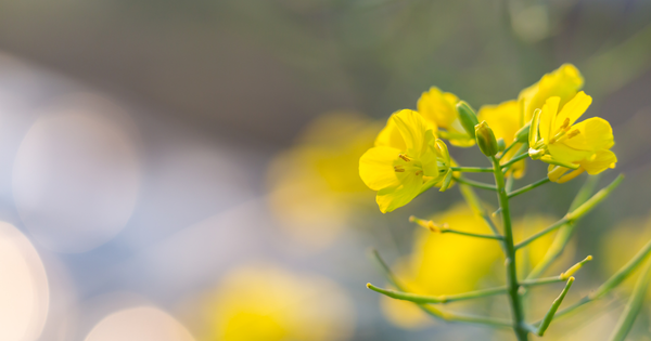 紅菜苔（こうさいたい）を深掘り：特徴、旬、産地、絶品レシピ、育て方