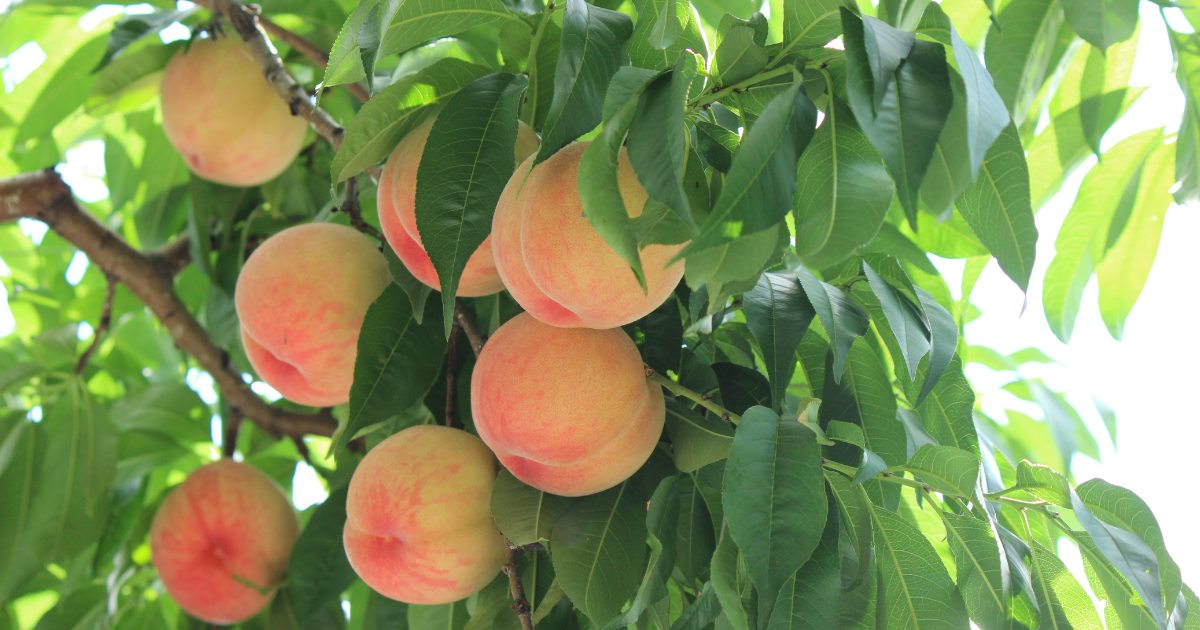 福島桃の旬を徹底解説！品種別・地域別の時期と関連キーワードで楽しむ桃の魅力