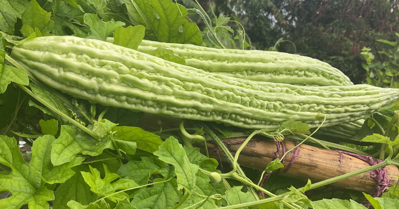 ゴーヤの苗を植える最適な時期：初心者向けプランター栽培ガイド