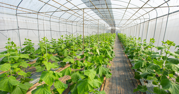 きゅうり栽培、支柱の高さで収穫量アップ！最適な選び方と立て方を徹底解説