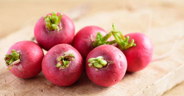 二十日大根とラディッシュの違いとは？栽培方法から栄養まで徹底比較！