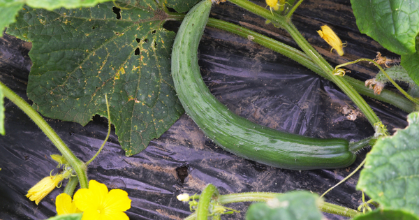 曲がったきゅうりは本当にダメ？原因と対策を徹底解説！