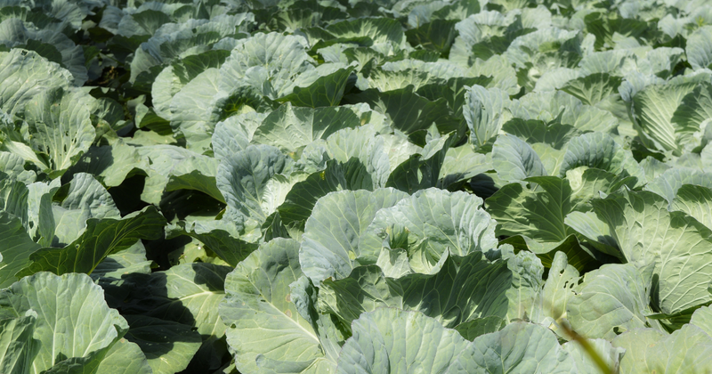 キャベツ栽培を成功させる！種まき時期と栽培のコツを徹底解説