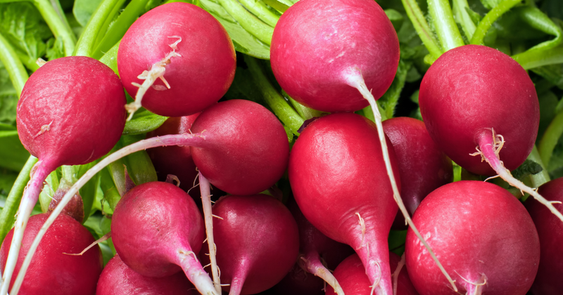 プランターでも簡単！ラディッシュ収穫成功ガイド：時期、コツ、トラブル対策