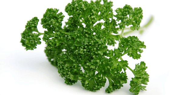 パセリの種類を徹底解説：特徴、栄養、保存方法、活用レシピまで
