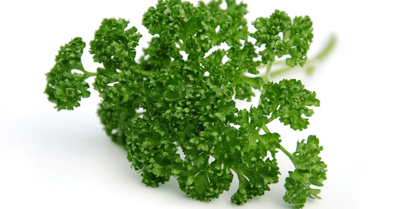 パセリの種類を徹底解説：特徴、栄養、保存方法、活用レシピまで