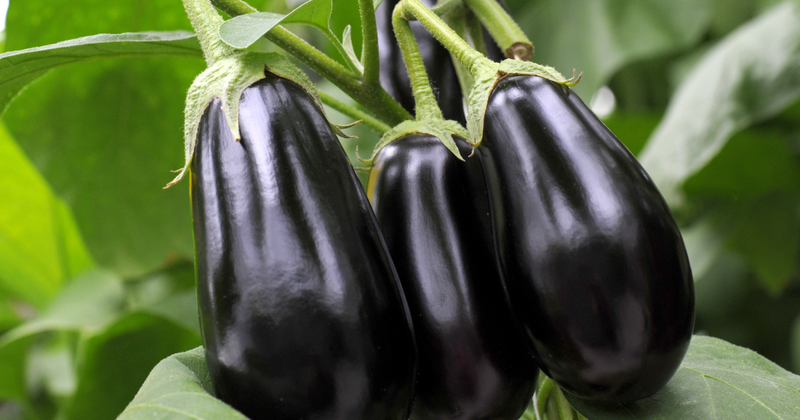 【長持ちの秘訣】茄子を新鮮なまま保存！冷蔵・冷凍・乾燥のコツと活用レシピ