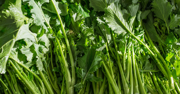 のらぼう菜種：栽培方法、栄養価、レシピを徹底解説