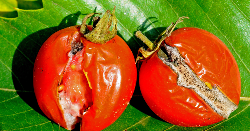 トマト尻腐れ：原因、予防、対策の完全ガイド