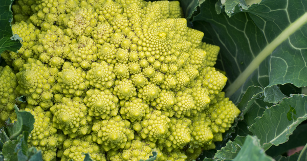 ロマネスコの切り方：フラクタル構造を活かす！下処理から調理法まで