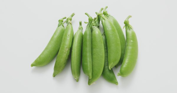 スナップエンドウの種まき時期：初心者でも失敗しない栽培方法と収穫のコツ