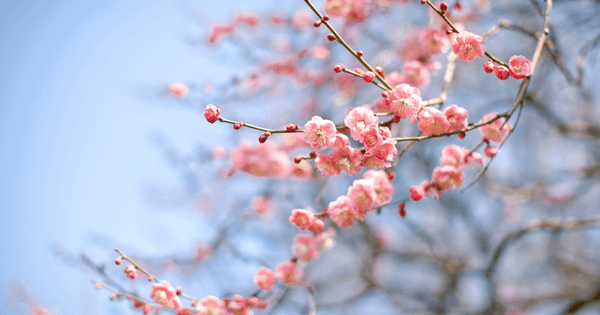 梅の鉢植え：育て方のコツと美しい花を咲かせる秘訣