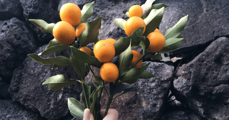 金柑アレルギー：症状と対策、美味しく安全に楽しむために