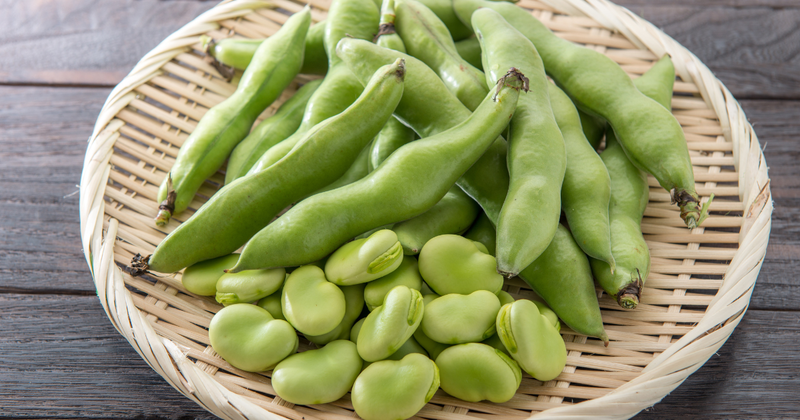 そら豆の種まき時期：初心者でも失敗しない栽培カレンダー