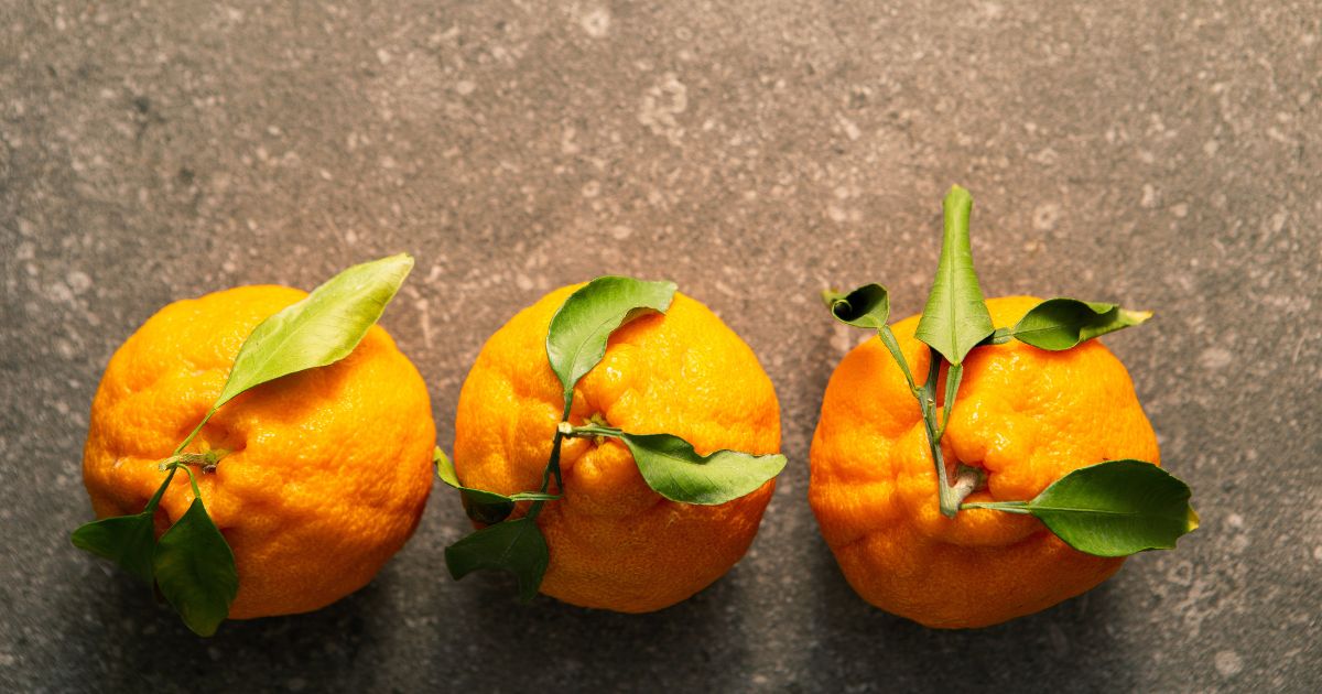 デコポン の 収穫 時期 と 保存 方法